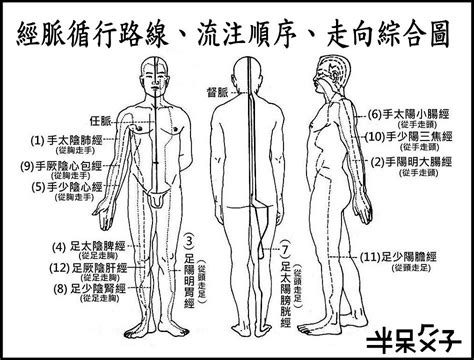 三陽三陰|十二經脈在身體的分佈